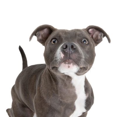 American Staffordshire Terrier