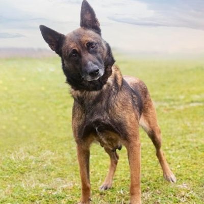 Berger Belge Malinois