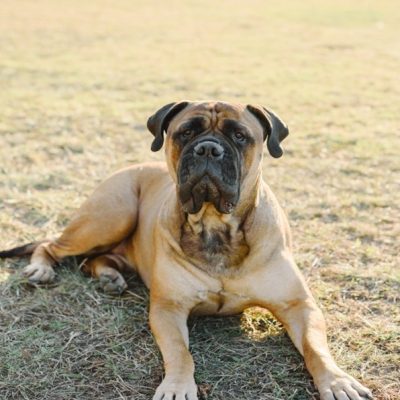 Bullmastiff