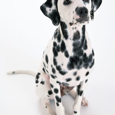 Dalmatien