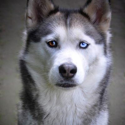 Husky Sibérien